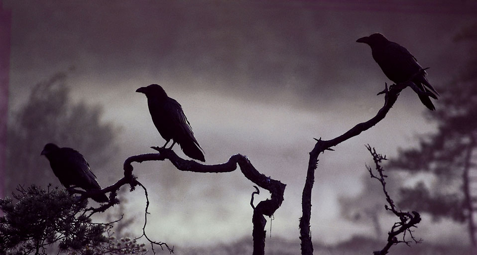 Crows Wallpaper S