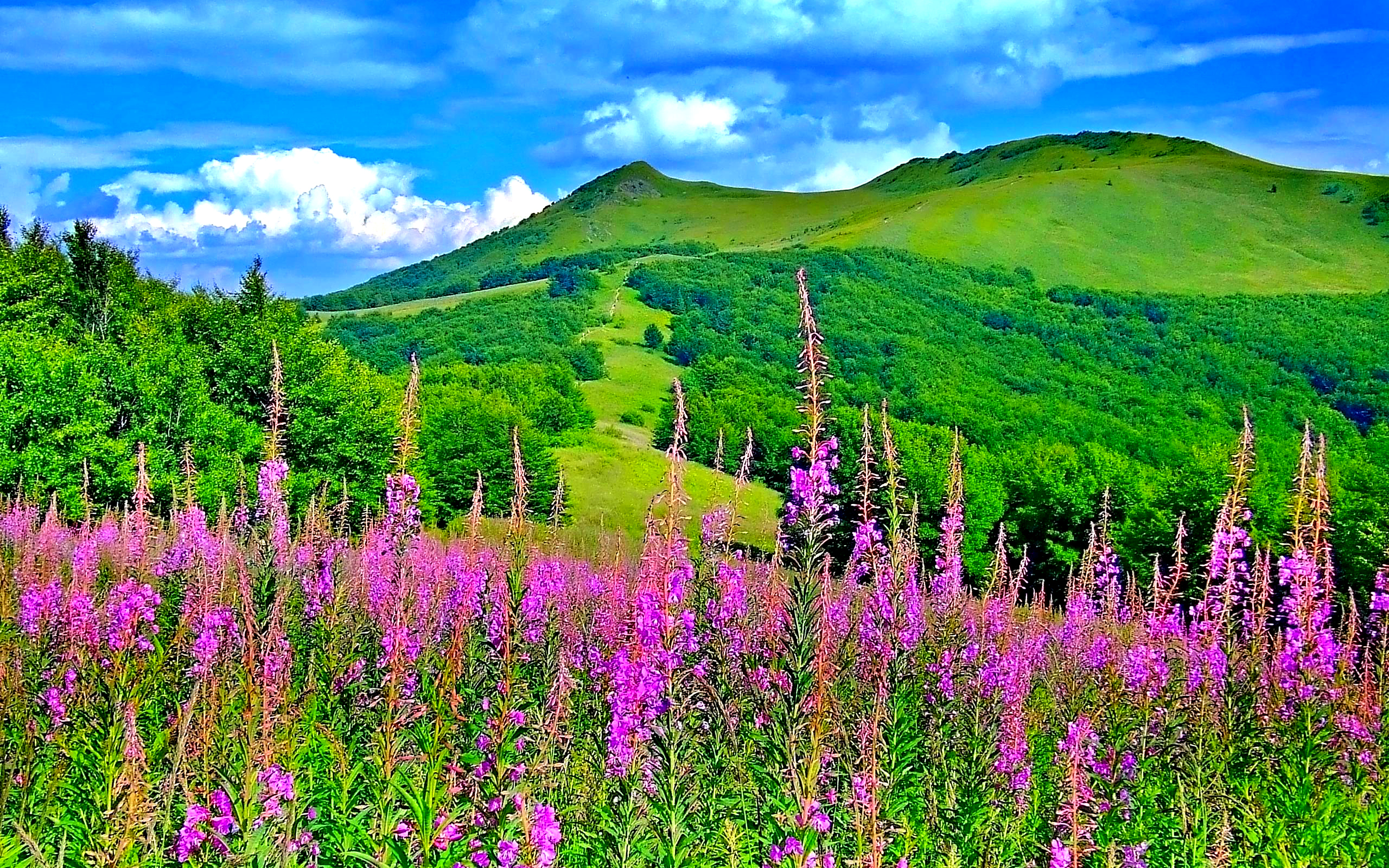 Picturesque Scenery With Wonderful Pink Flowers HD Wallpaper