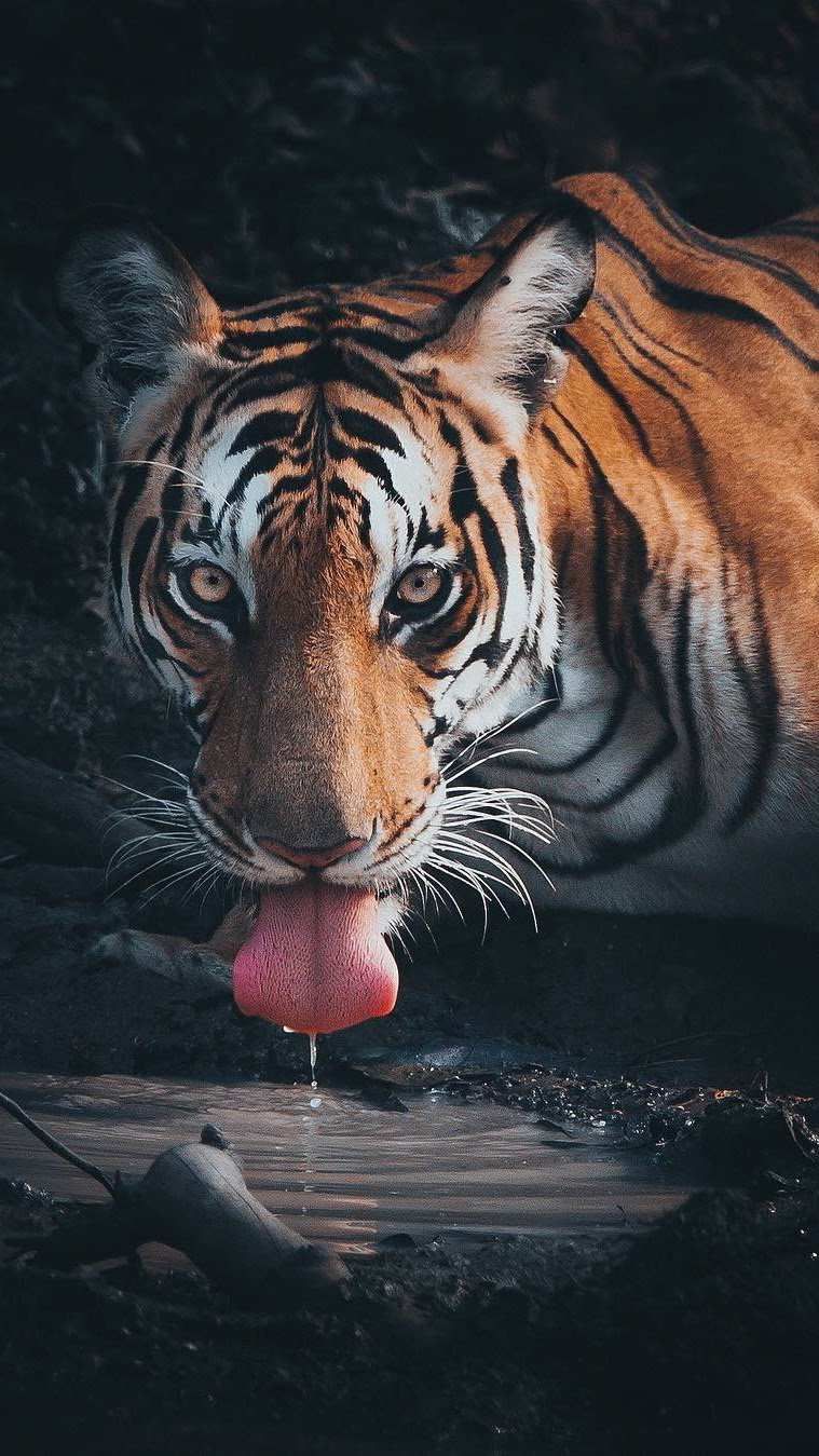 Thirsty Bengal Tiger iPhone Wallpaper Animal