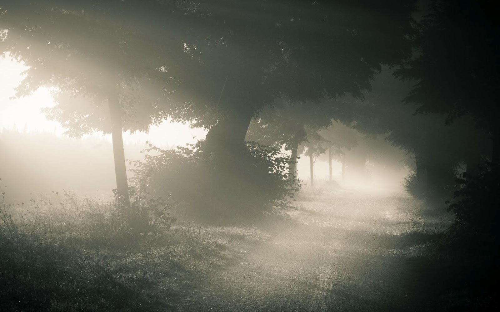 Fog Road Lights HD Wallpaper Is A Great For Your Desktop You