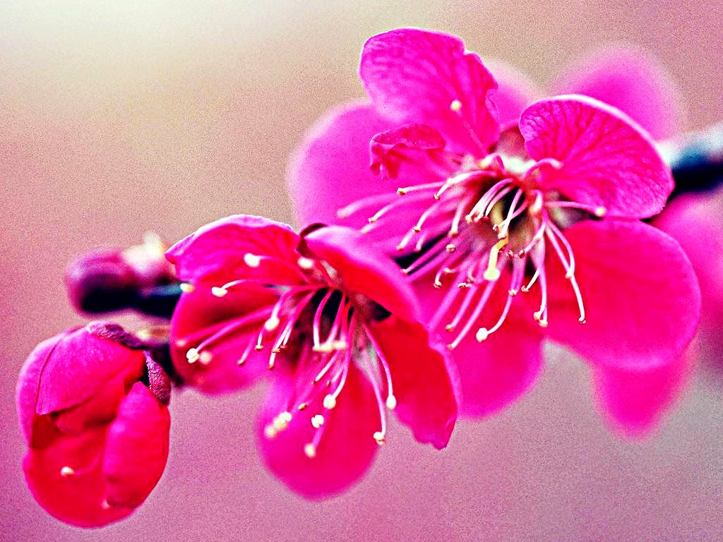 Gambar Wallpaper Bunga Sakura Jepang Cantik Kata Kata 2016 1024x768