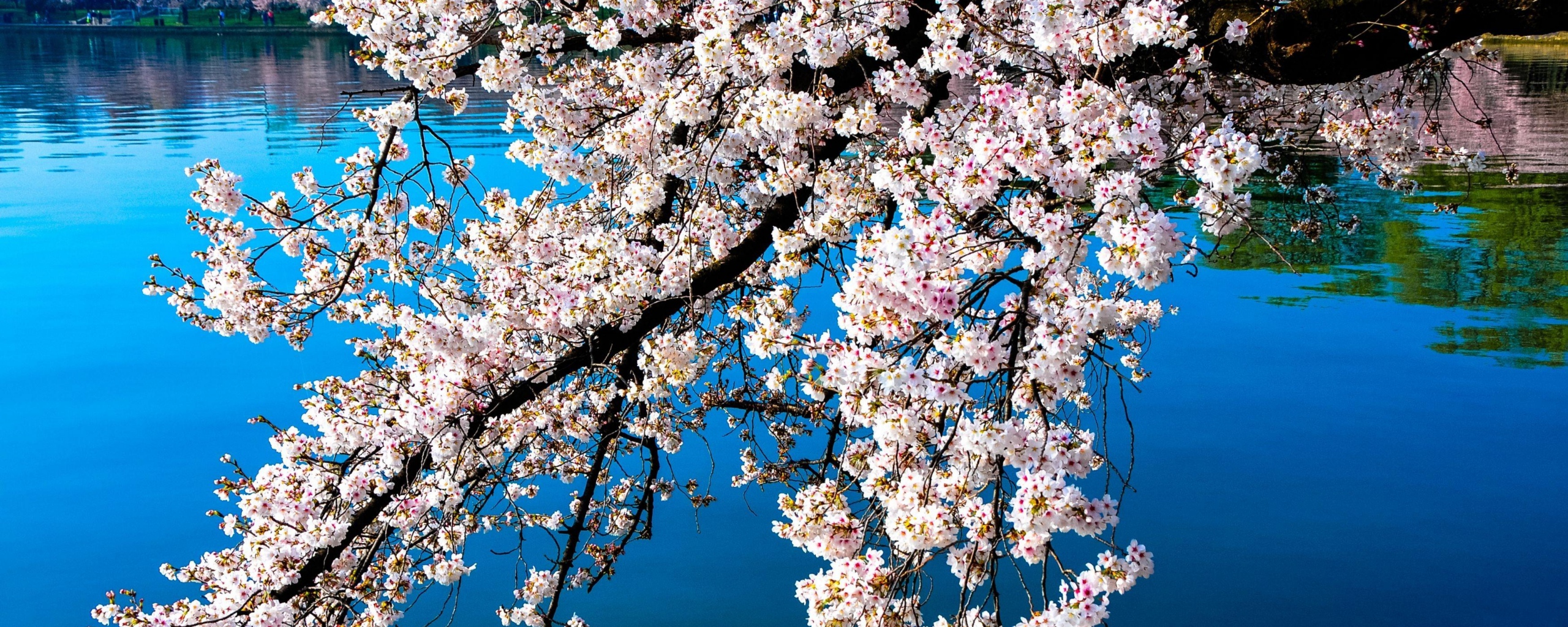 2560x1024 Wallpaper sakura blossoms branches water reflection
