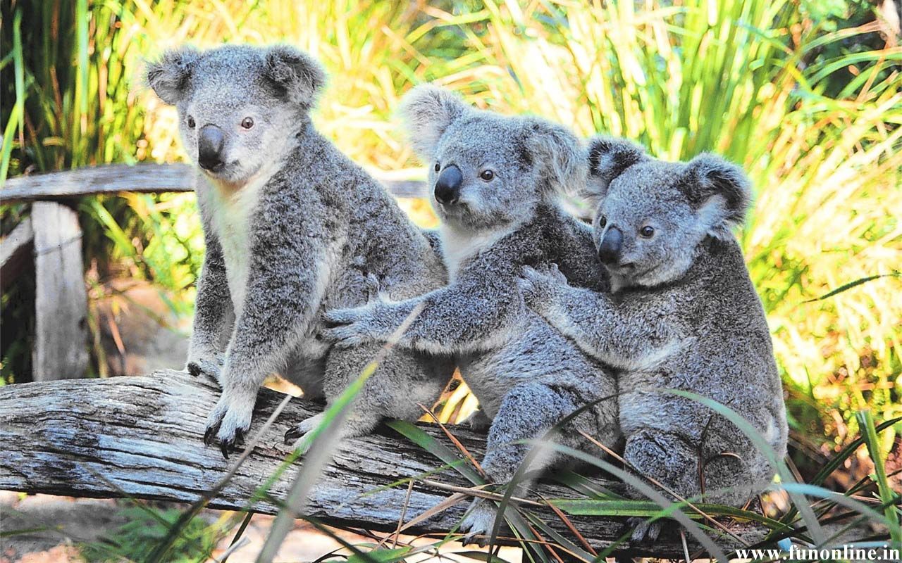 Koala Wallpaper Cute And Pretty Koalas HD