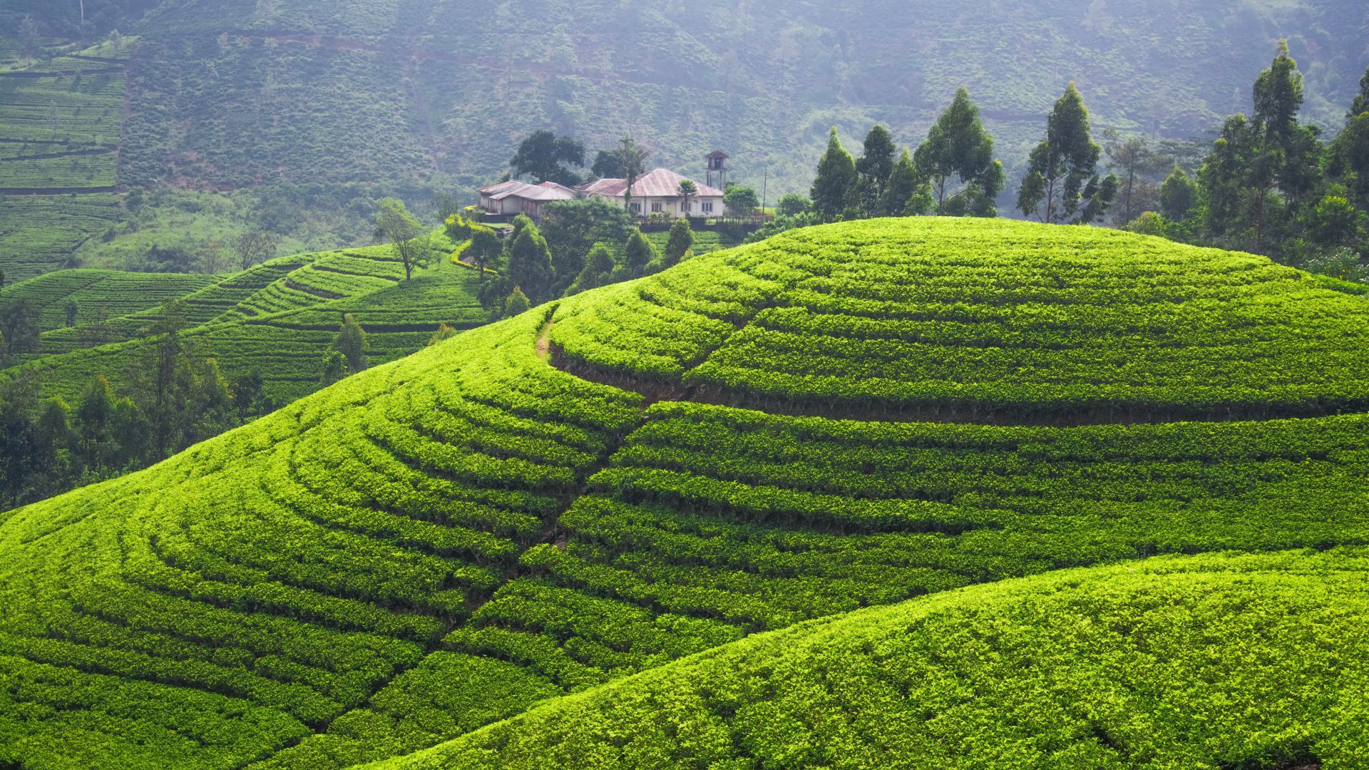 Tea Plantation 5k 4k Wallpaper Hills Trees Green Horizontal