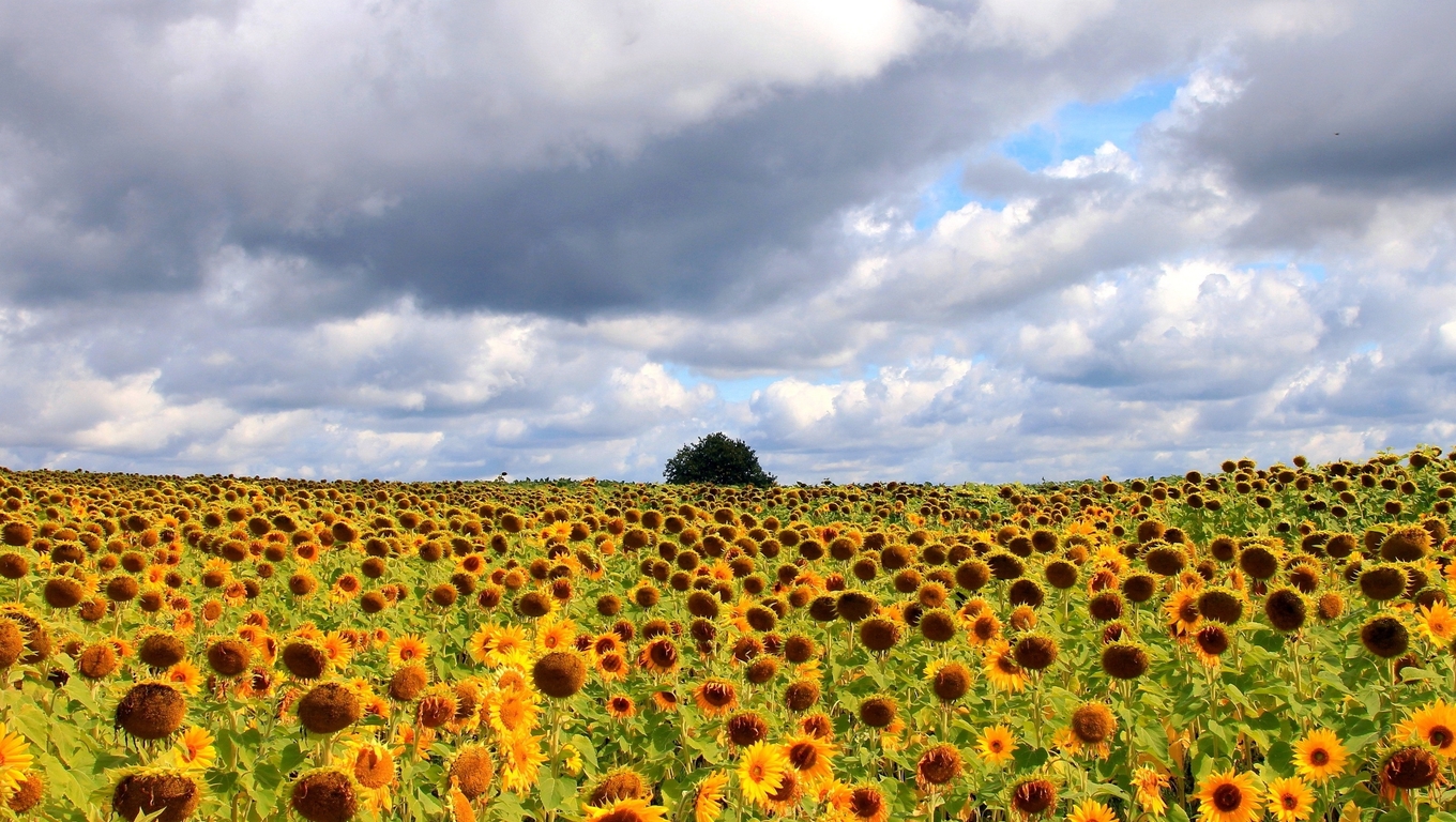 Sunflower Field Widescreen Wallpaper