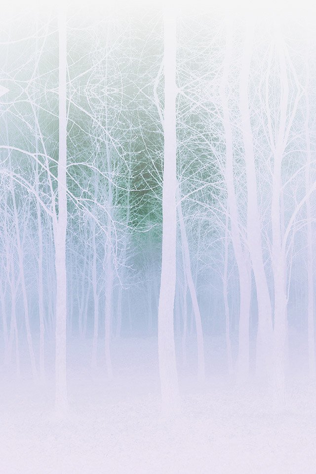 Apple Wallpaper Foggy Forest White iPhone4 Photo HD
