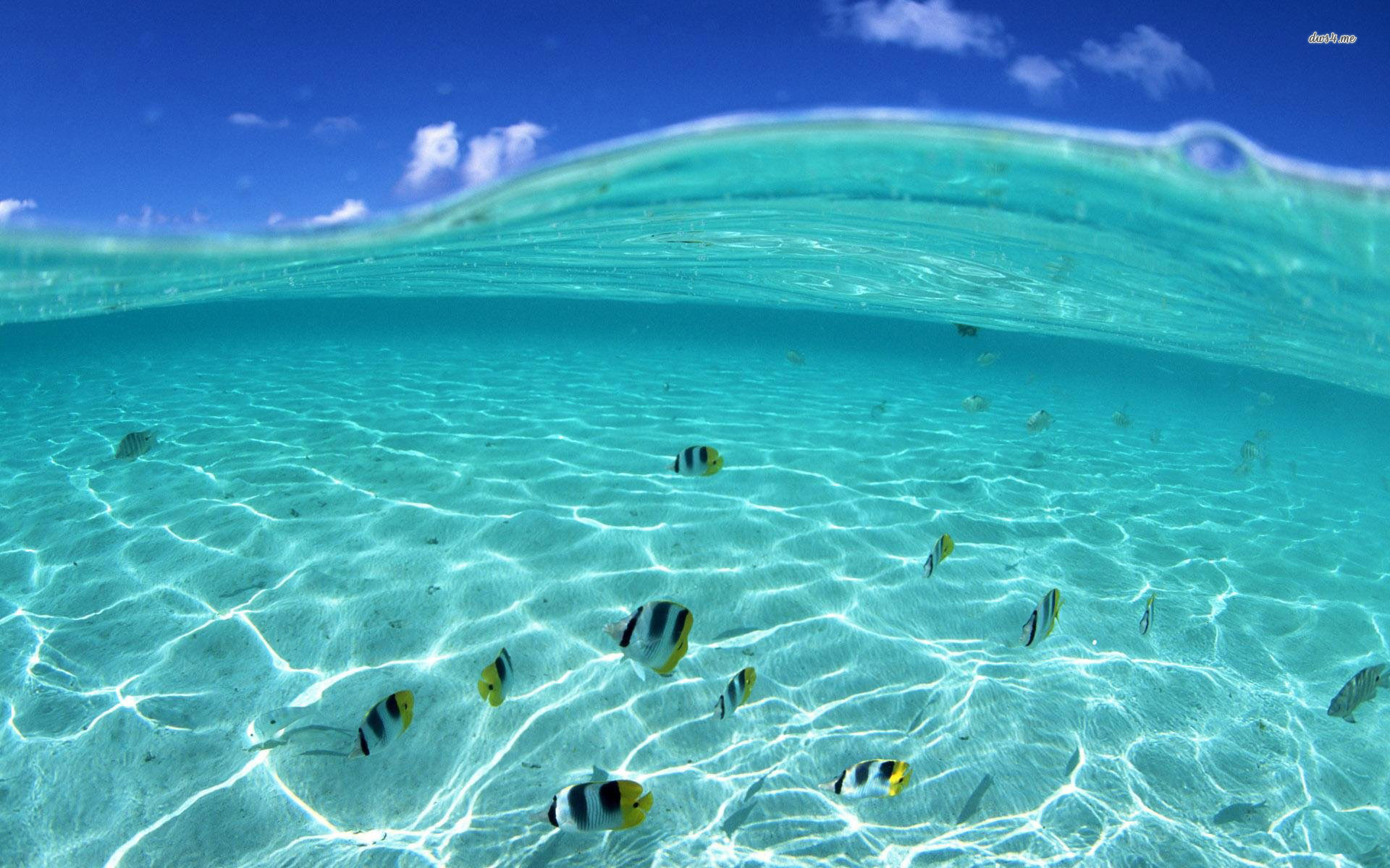 Fly Fish In Hawaiian Sea Desktop Background For HD Wallpaper