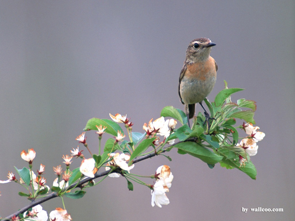 Lovely Birds Wallpaper Bird In Spring Vol No