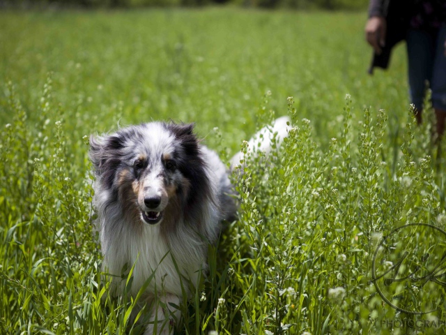 Sheltie Breed Dog In The High Grass Wallpaper And Image