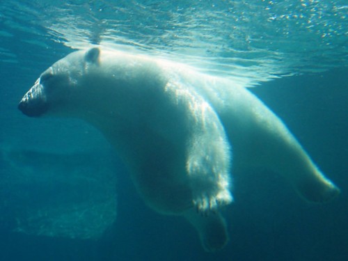 Desktop Background Now For Polar Bear Underwater
