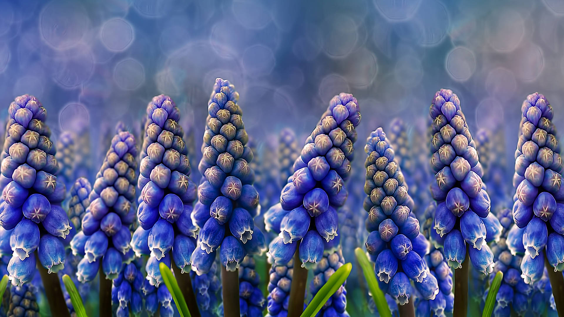Top Hyacinth Wallpaper Full HD 4k To Use