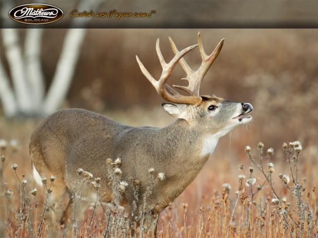 Hunting Bows Wallpaper Image Pictures Becuo