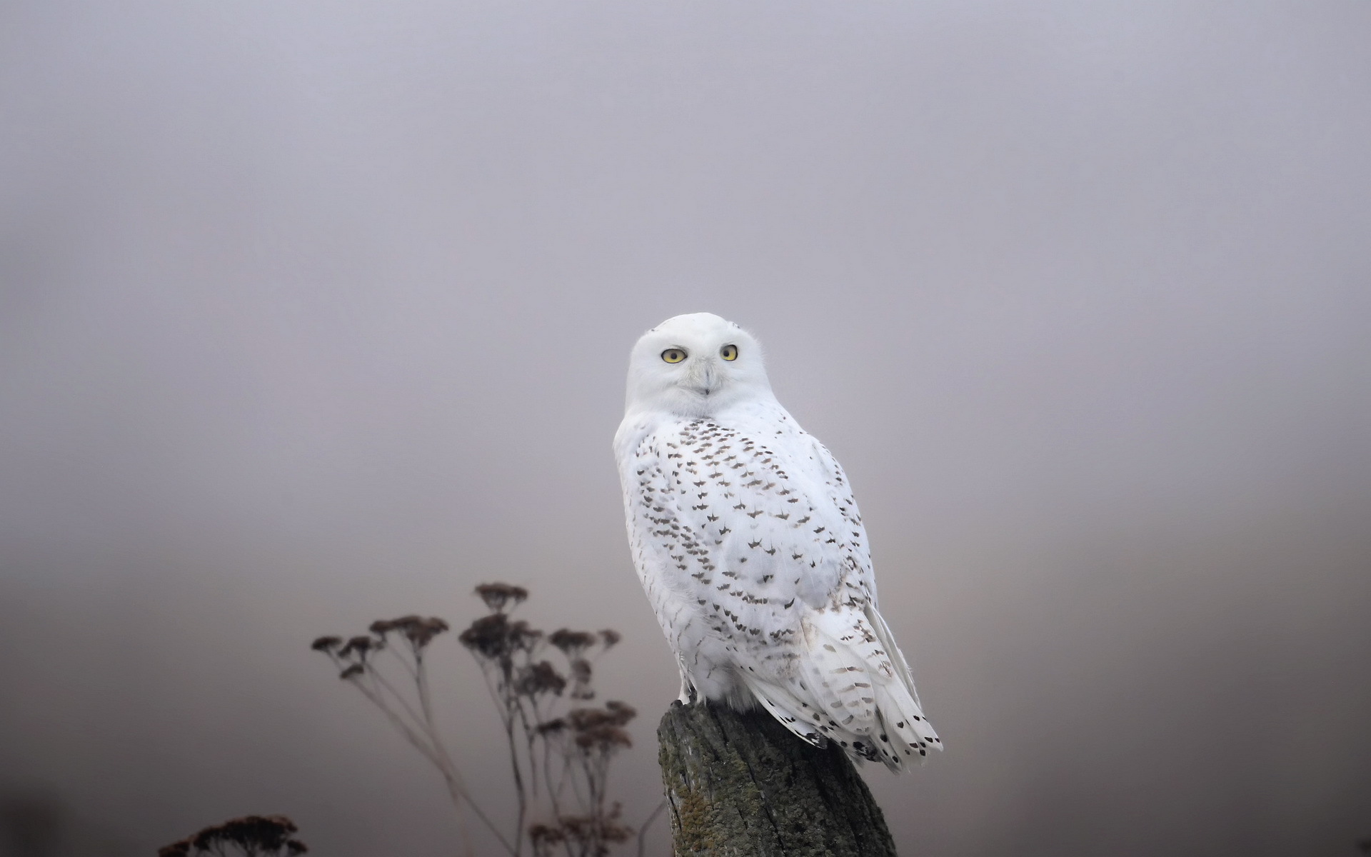 White Owl Wallpaper High Quality