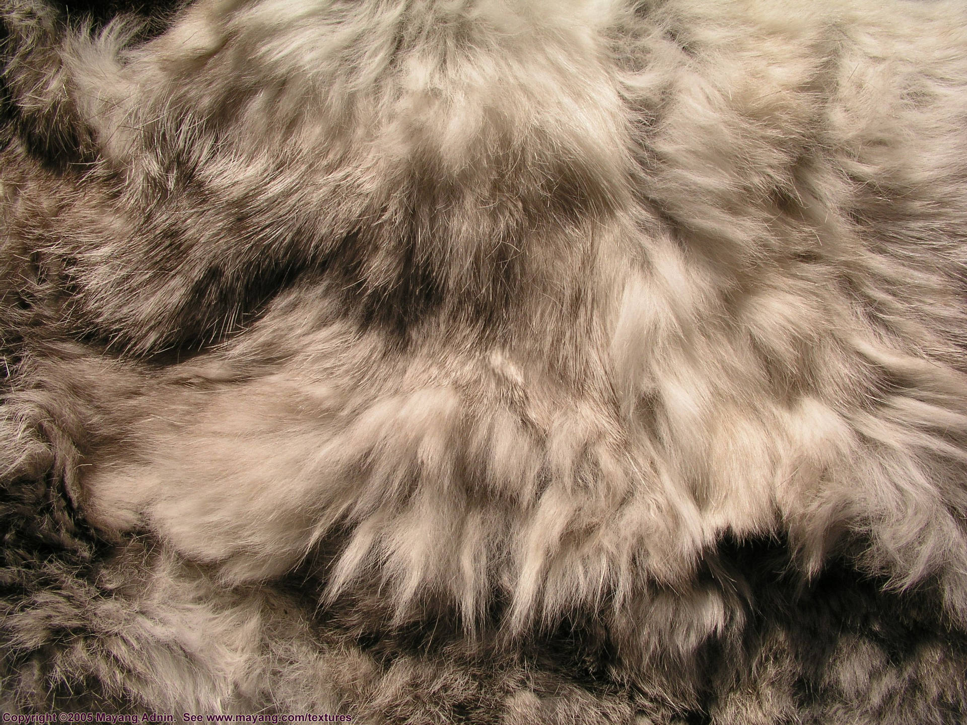 Top Animal Fur Wallpaper Full HD 4k To Use