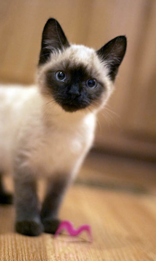 You For Ing And Installing My Siamese Kitten Live Wallpaper