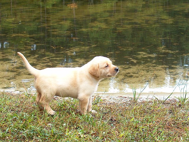 HD Wallpaper And Info About Labrador Retriever Puppy