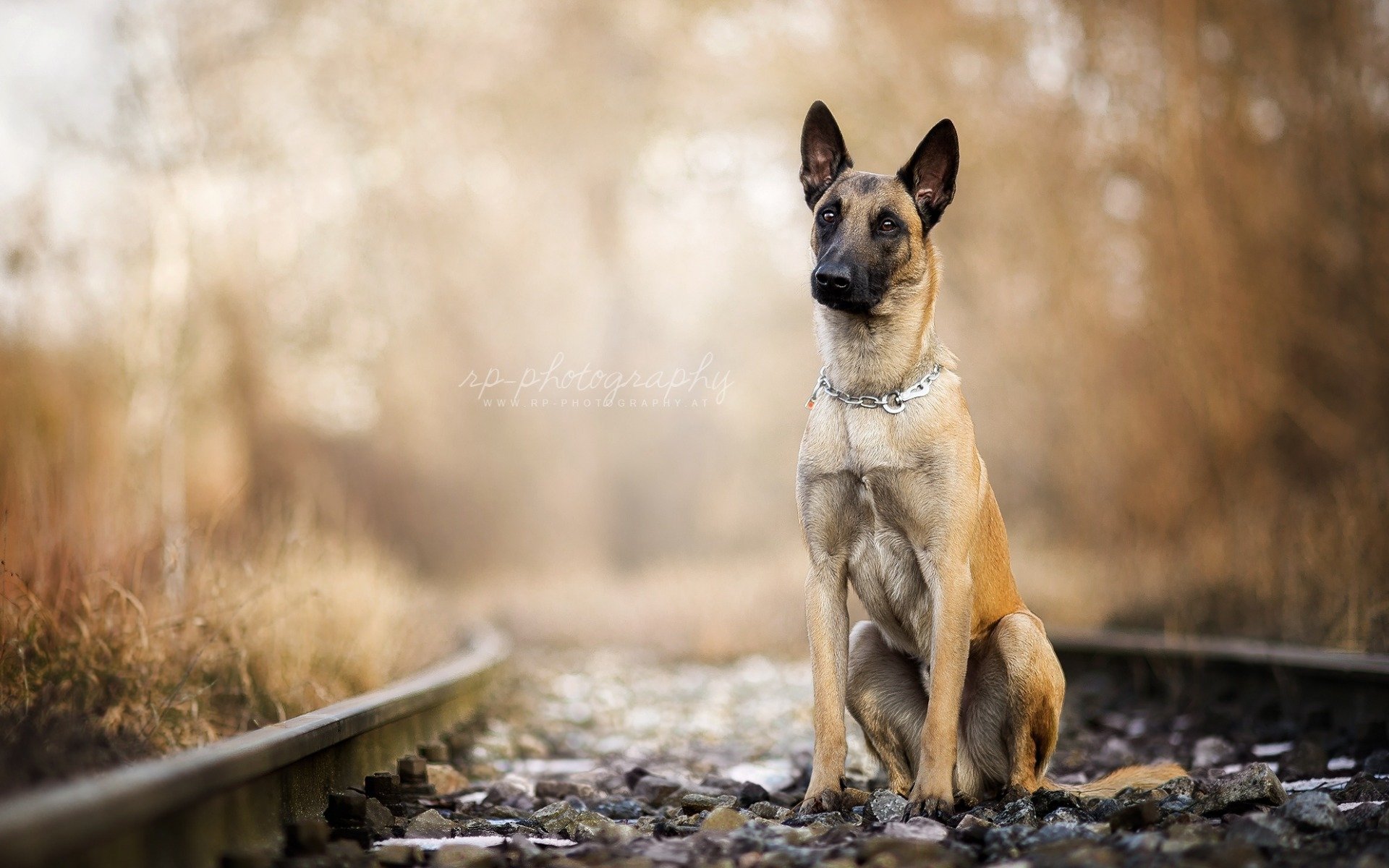 Belgian Malinois Full HD Wallpaper And Background Image