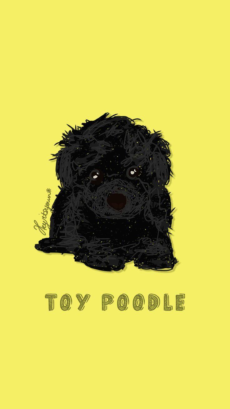 Black Toy Poodle Dog Breeds Wallpaper