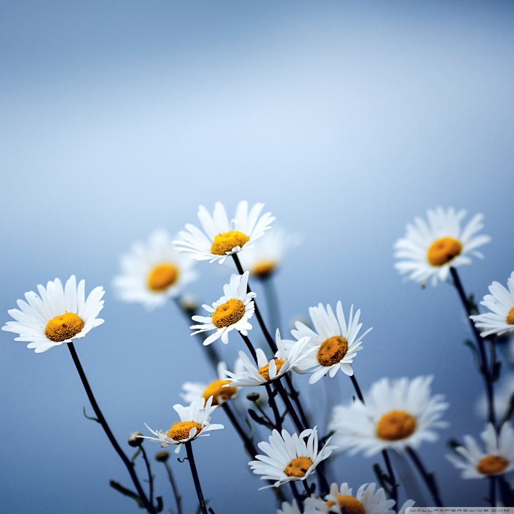 White Daisies Flowers 4k HD Desktop Wallpaper For Ultra