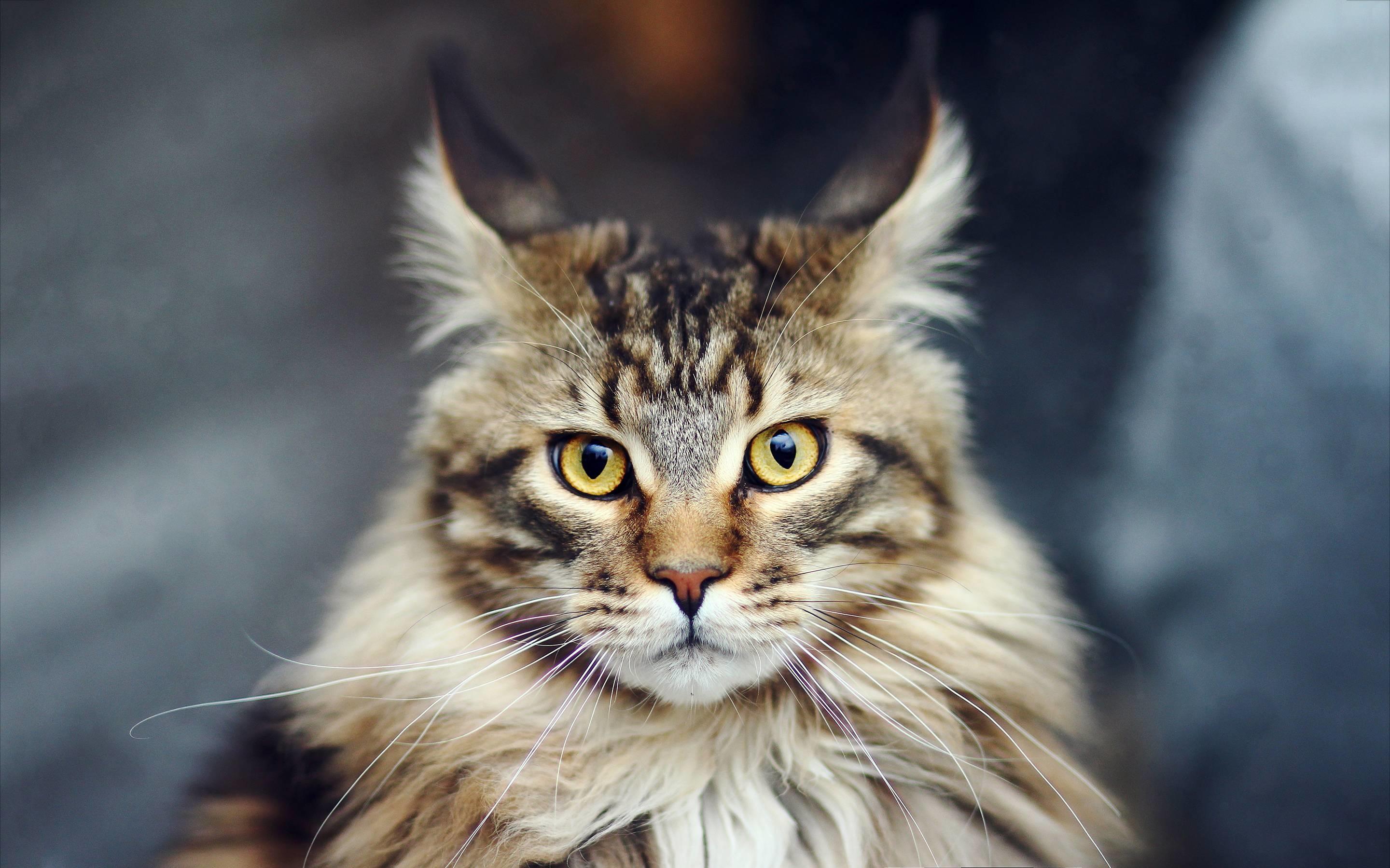 Maine Coon Wallpaper 66 pictures