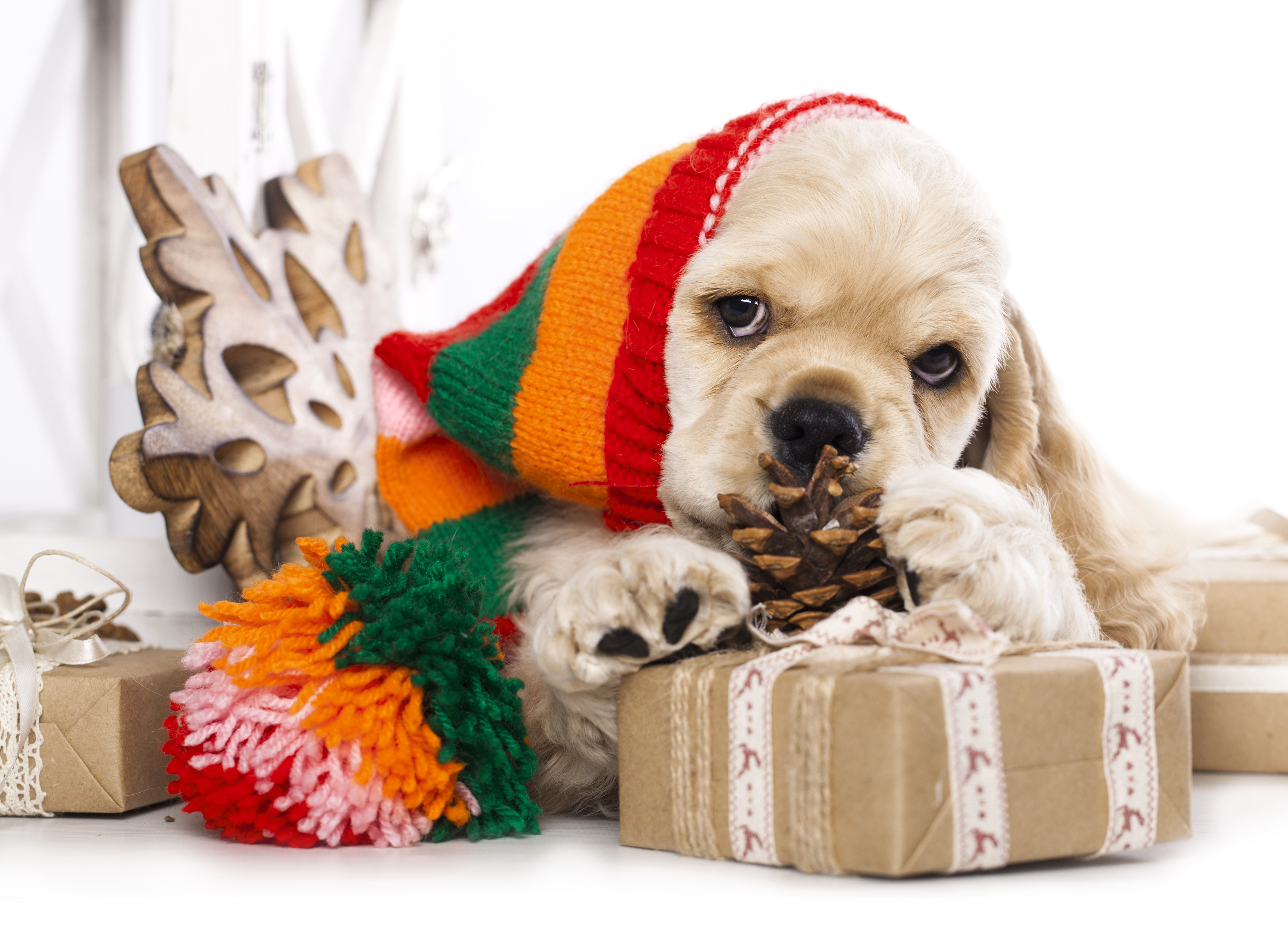 Christmas Puppy Background Gallery Yopriceville High Quality