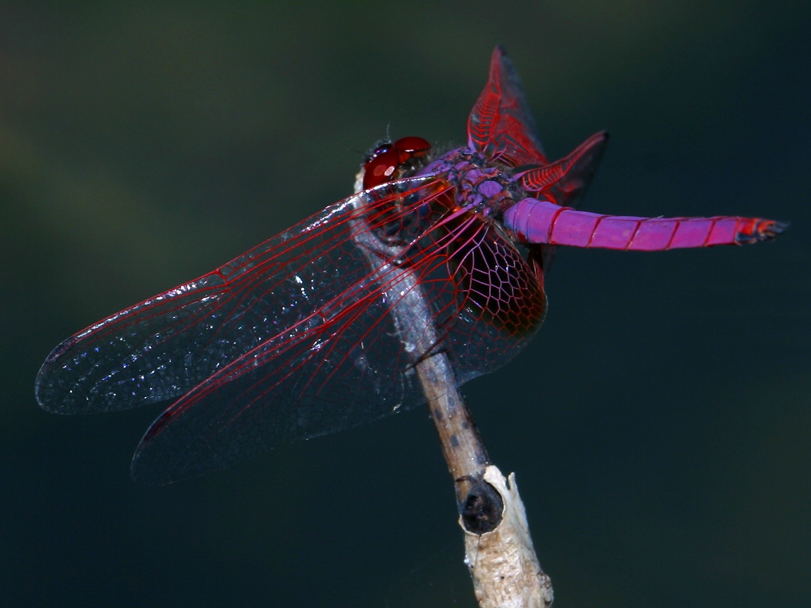 Dragonfly Wallpaper