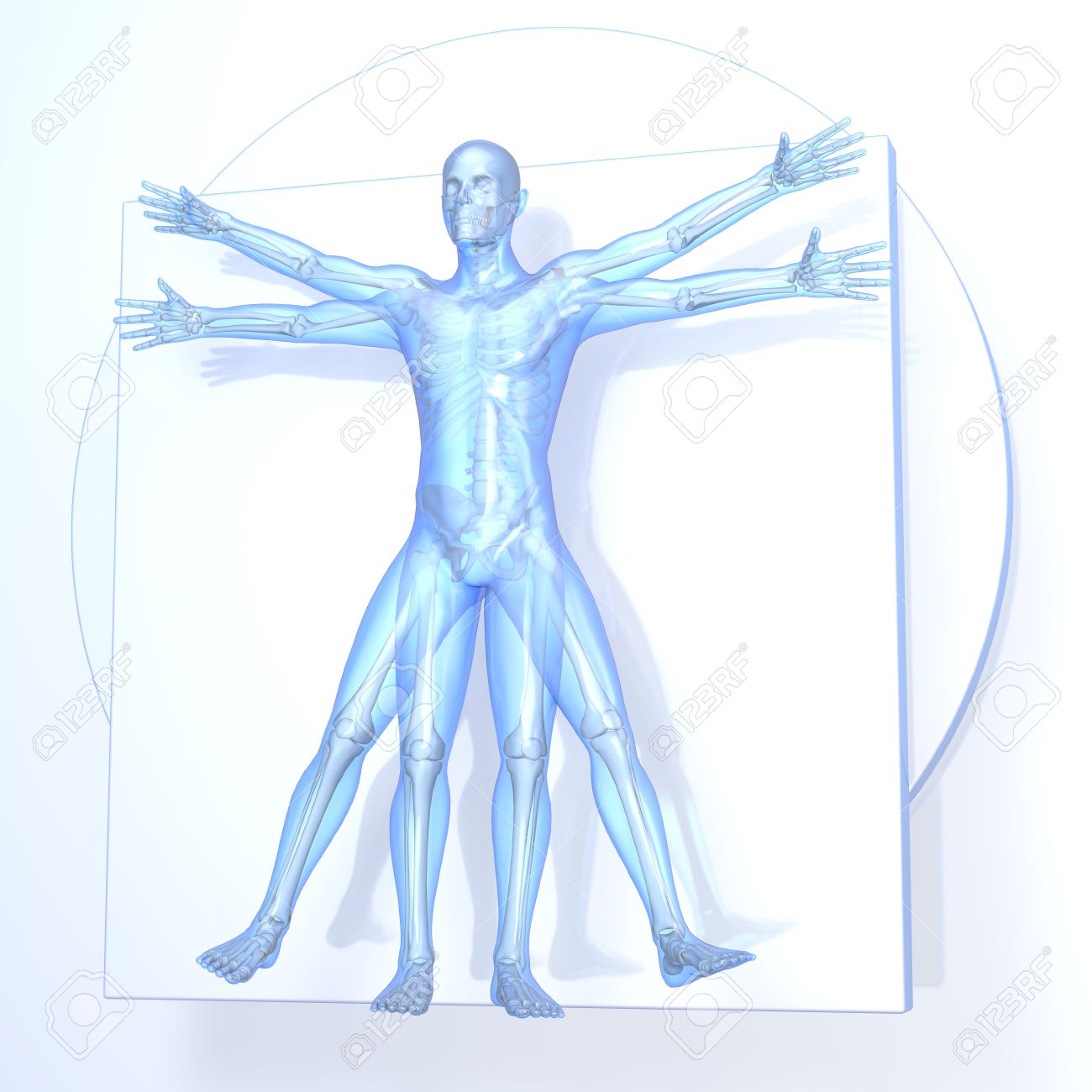 Leonardo Da Vinci Vitruvian Man Transparent Blue On White