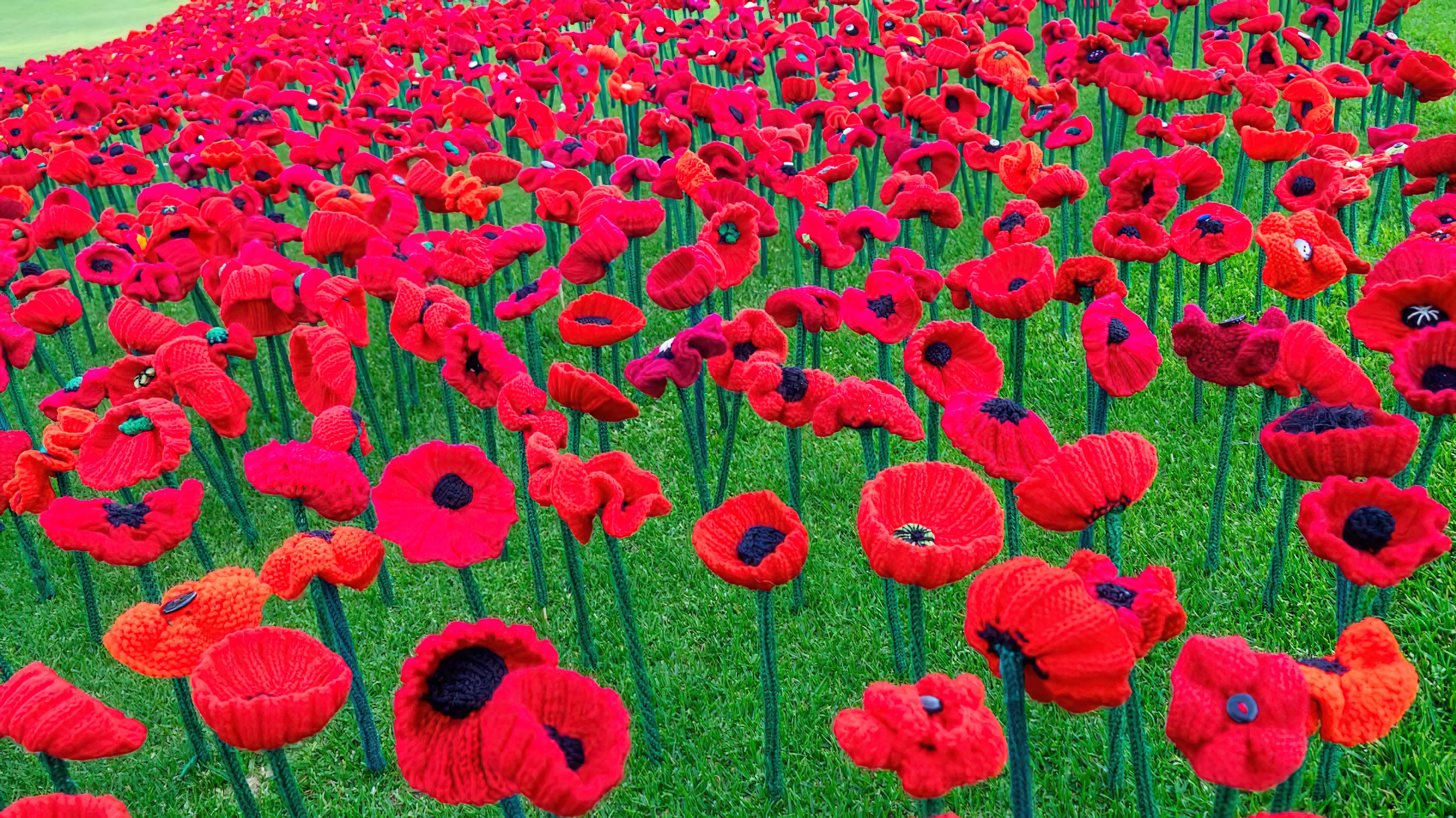 Poppy Red Flower Field 4k Wallpaper iPhone HD Phone 2630f