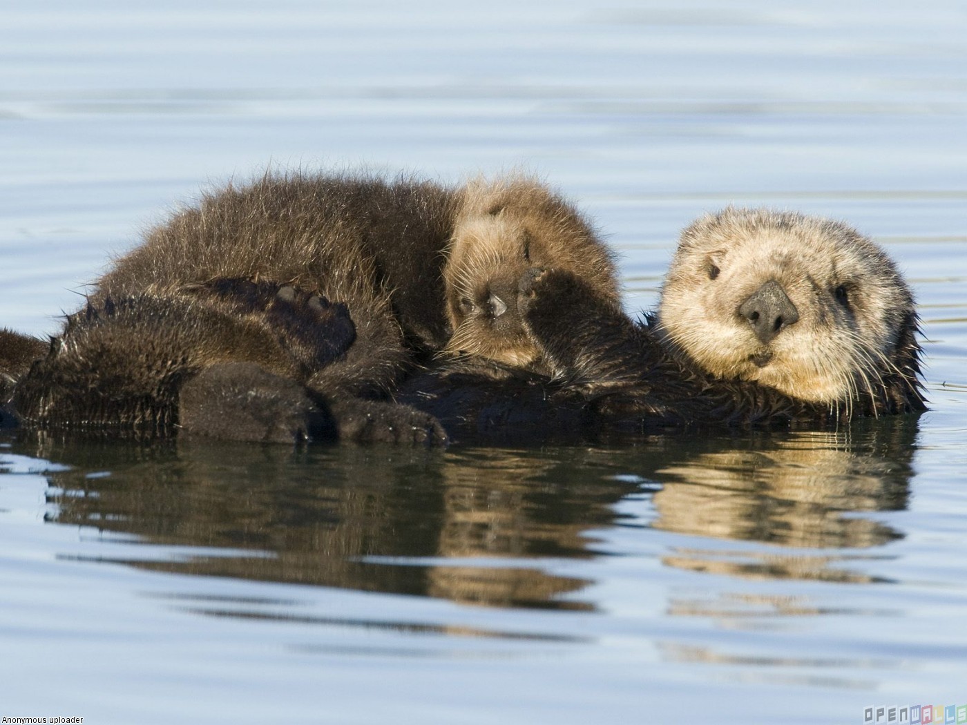 Free Download Sea Otter Mother And Pup Monterey Bay California Free Download Sea Otter Mother And Pup Monterey Bay California