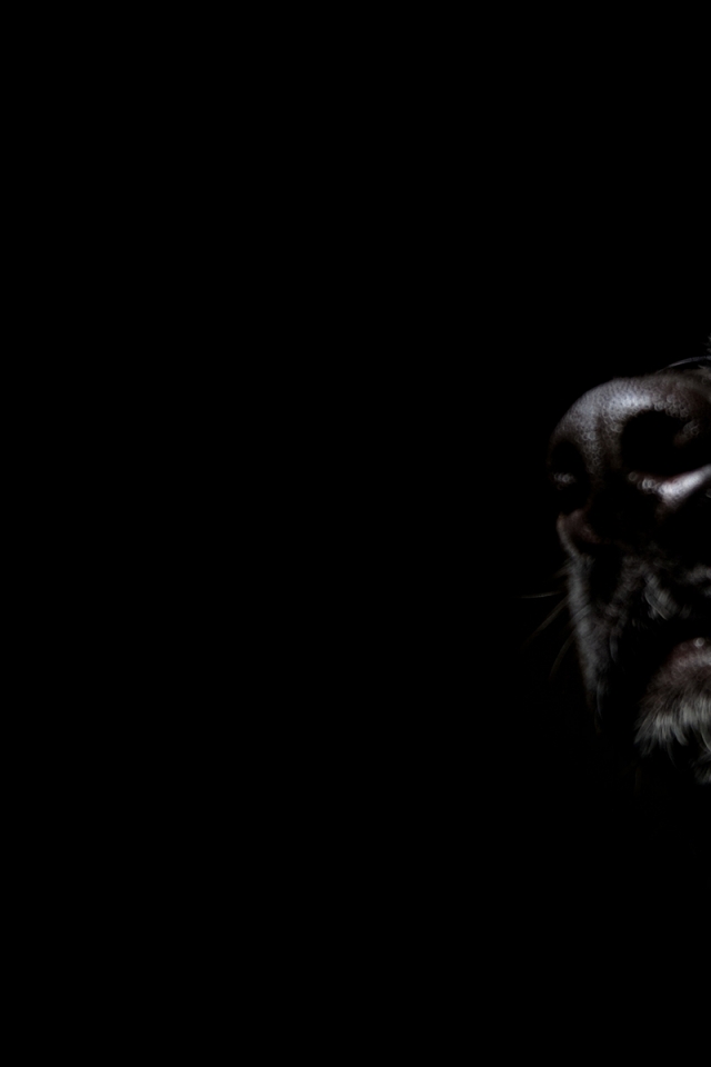 Black Dogs Labrador Retriever Background Wallpaper