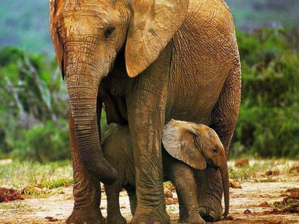  Cute Baby Elephant Pictures