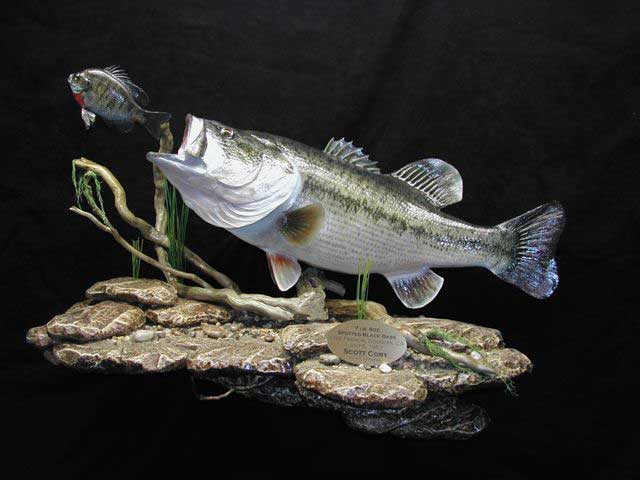 Related Pictures Largemouth Bass Wallpaper Border