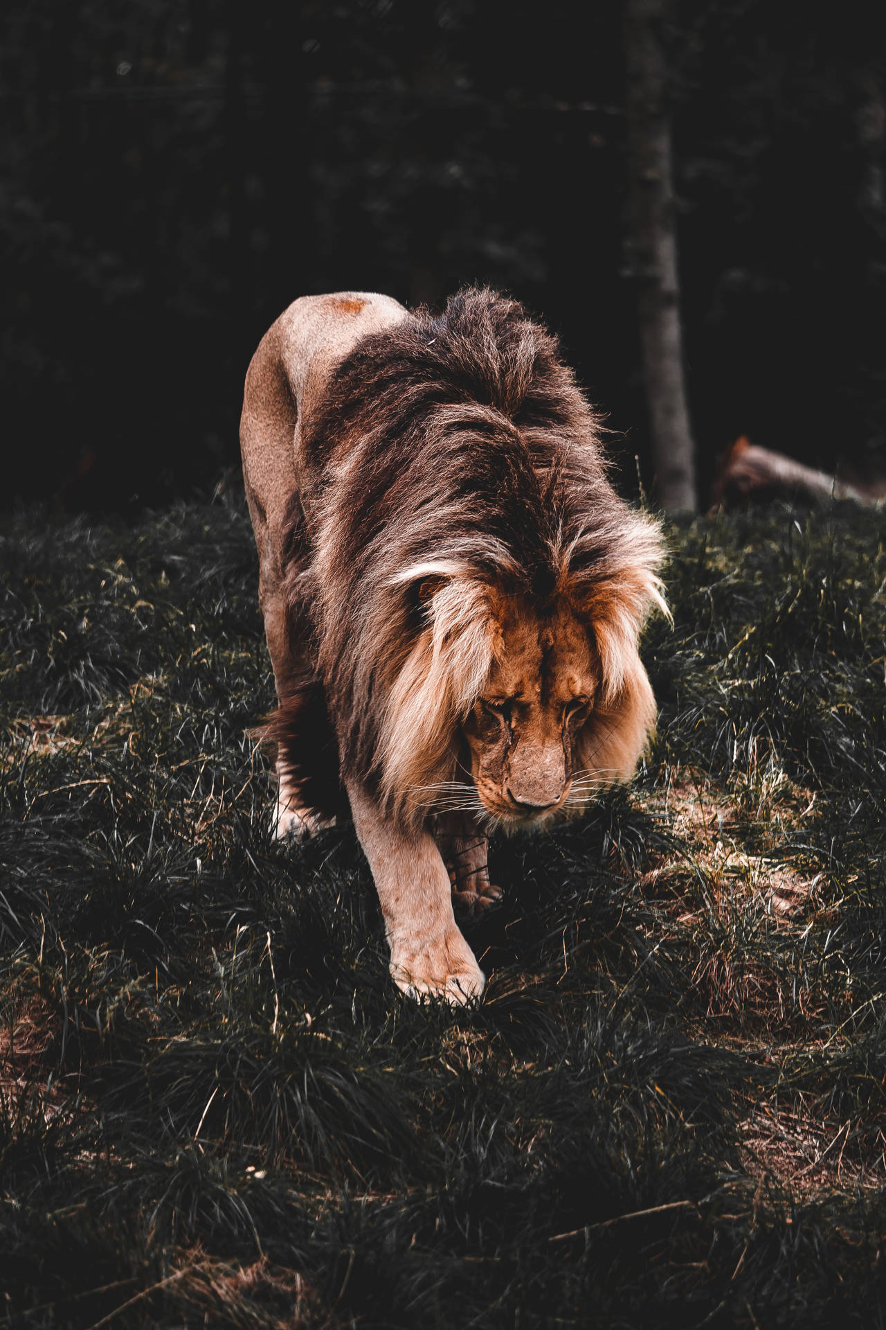 Cool Lion Wallpaper
