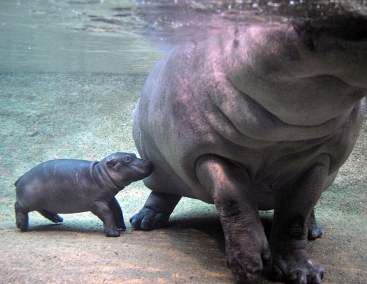 Jungle Life Hippo New Born Babys Pics Wallpaper