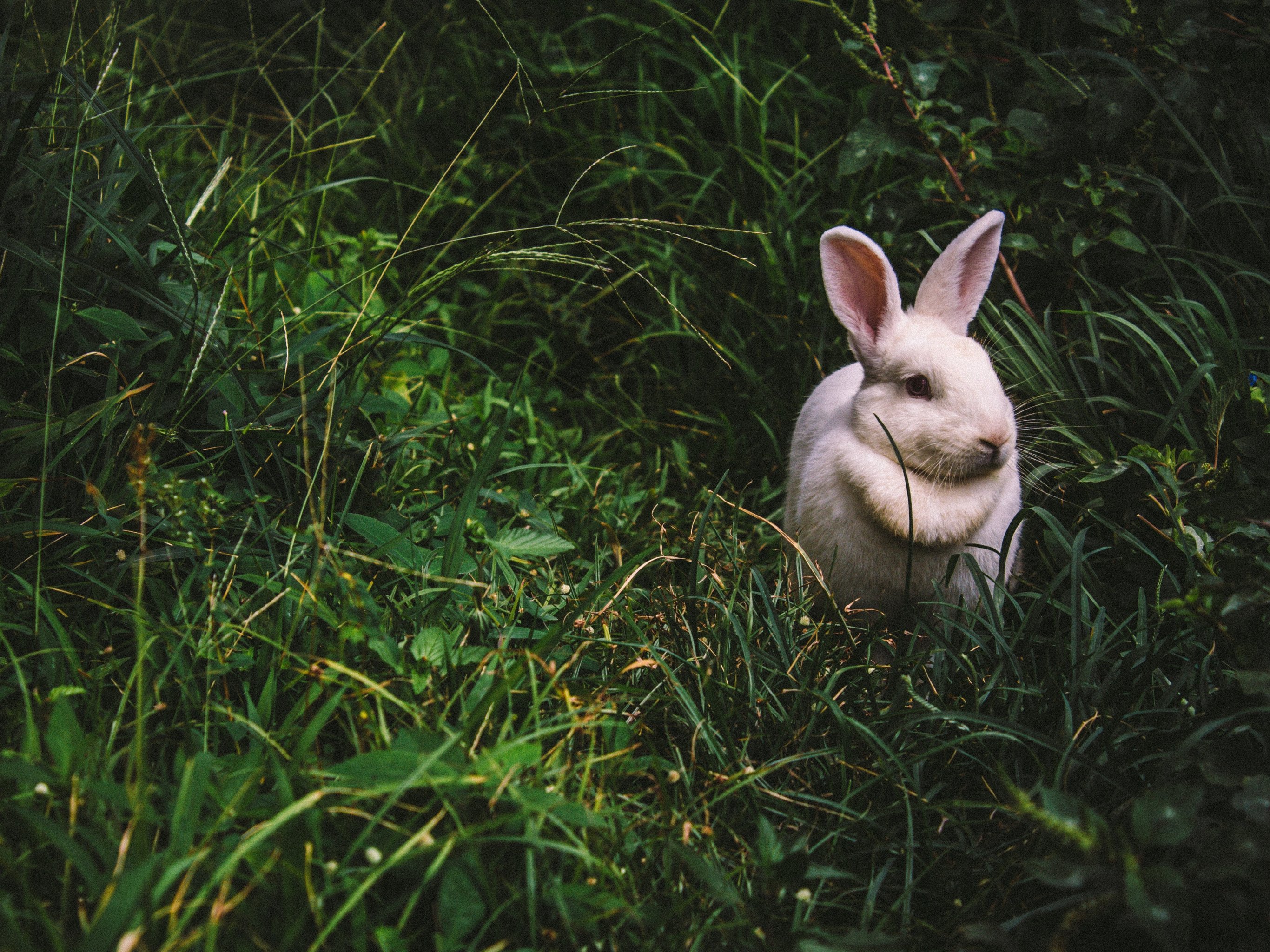 White Rabbits Wallpaper