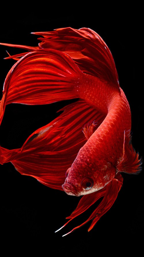 Apple iPhone 6s Wallpaper with Red Betta Fish in Dark Background HD
