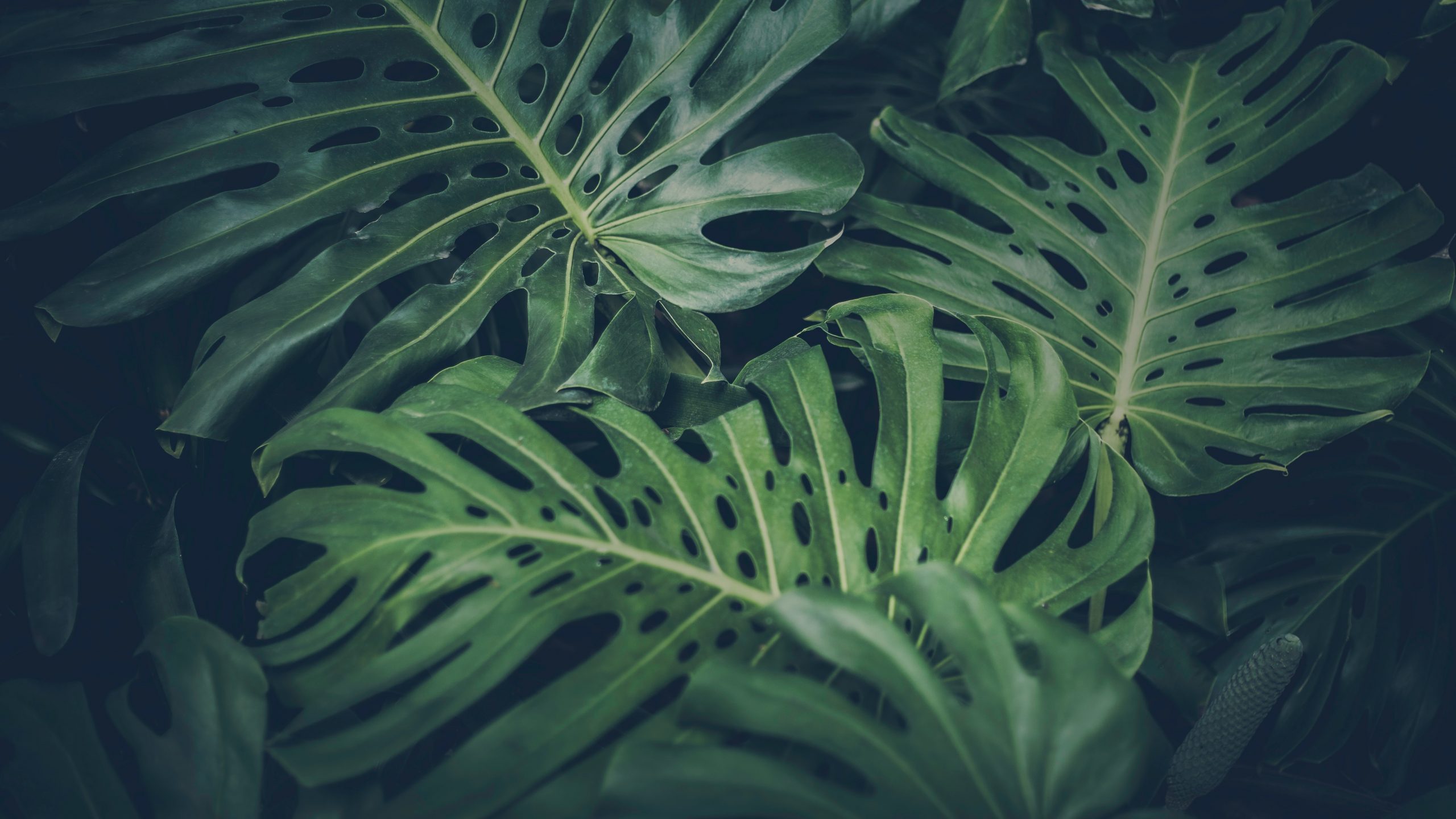 Tropical Leaves Wallpaper