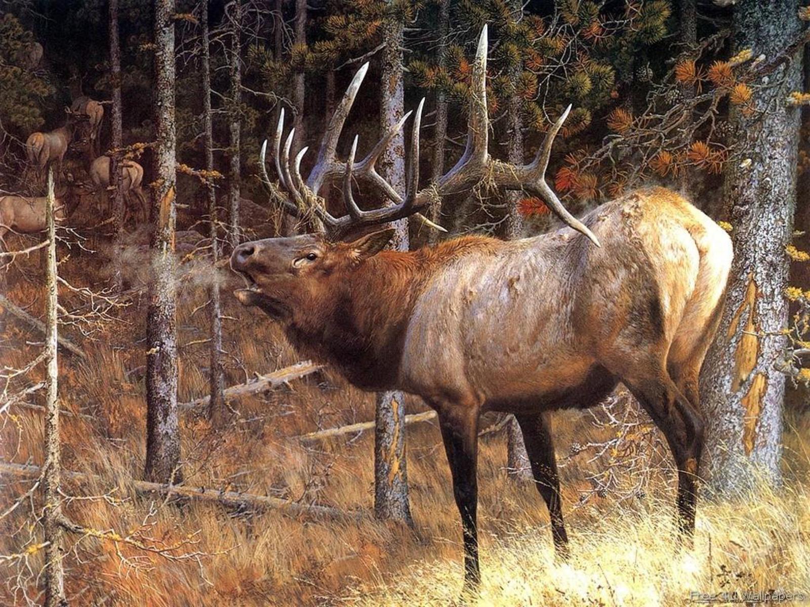 Deer Desktop Wallpaper