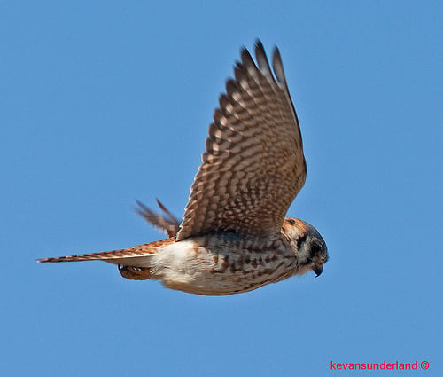 🔥 Free download Kestrel In Flight Everglades National Park a photo on ...