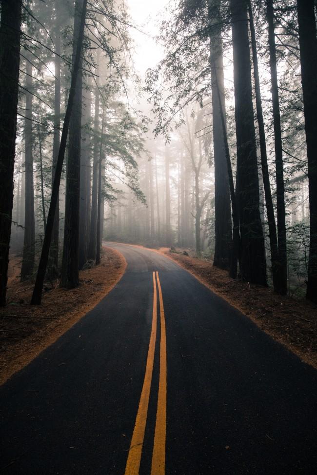 Free download Wallpaper Forest Trees Fog Road WallpaperMaiden