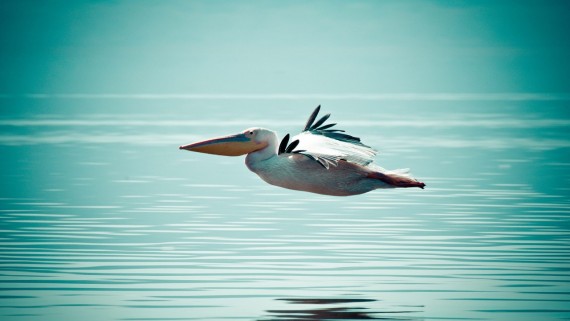 Ducks Flying HD Wallpaper Live Hq Pictures Image