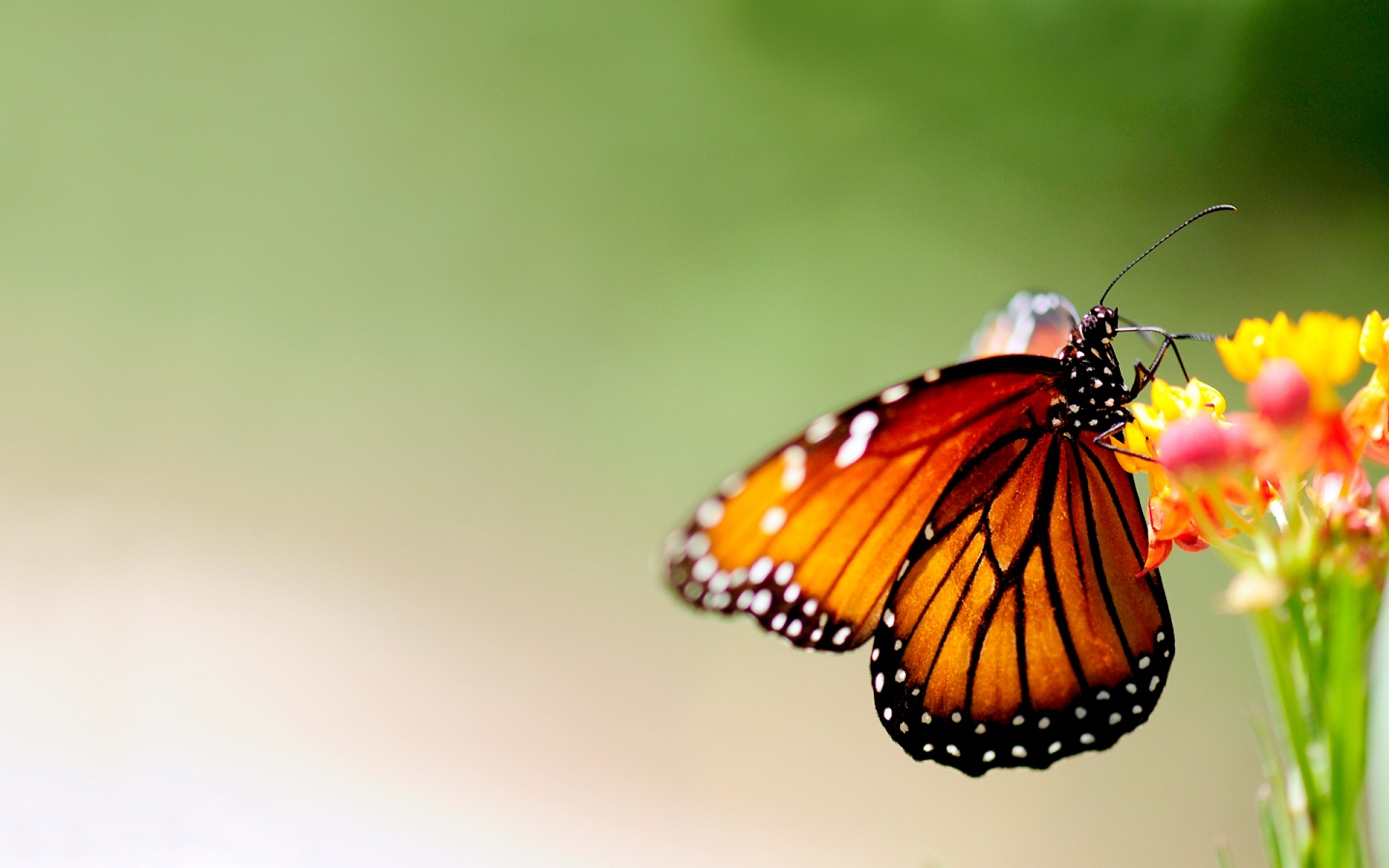 Butterfly On Colorful Flower 1440 x 900 Download Close