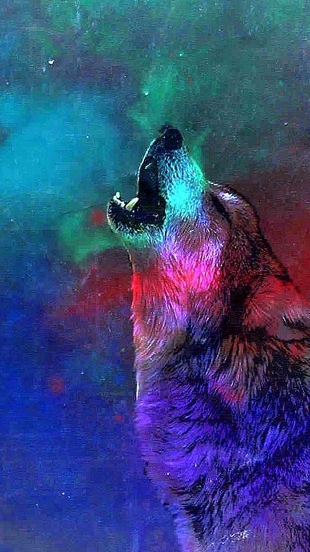 Home Screen Wolf Wallpaper Awesome Collection