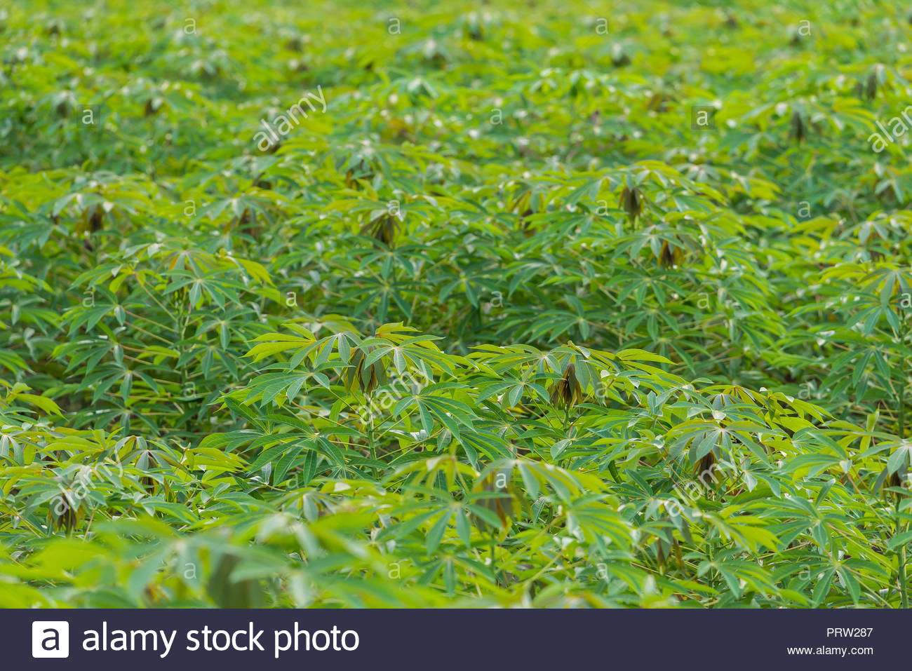 The Fruitful Cassava Plantation For Background Stock Photo