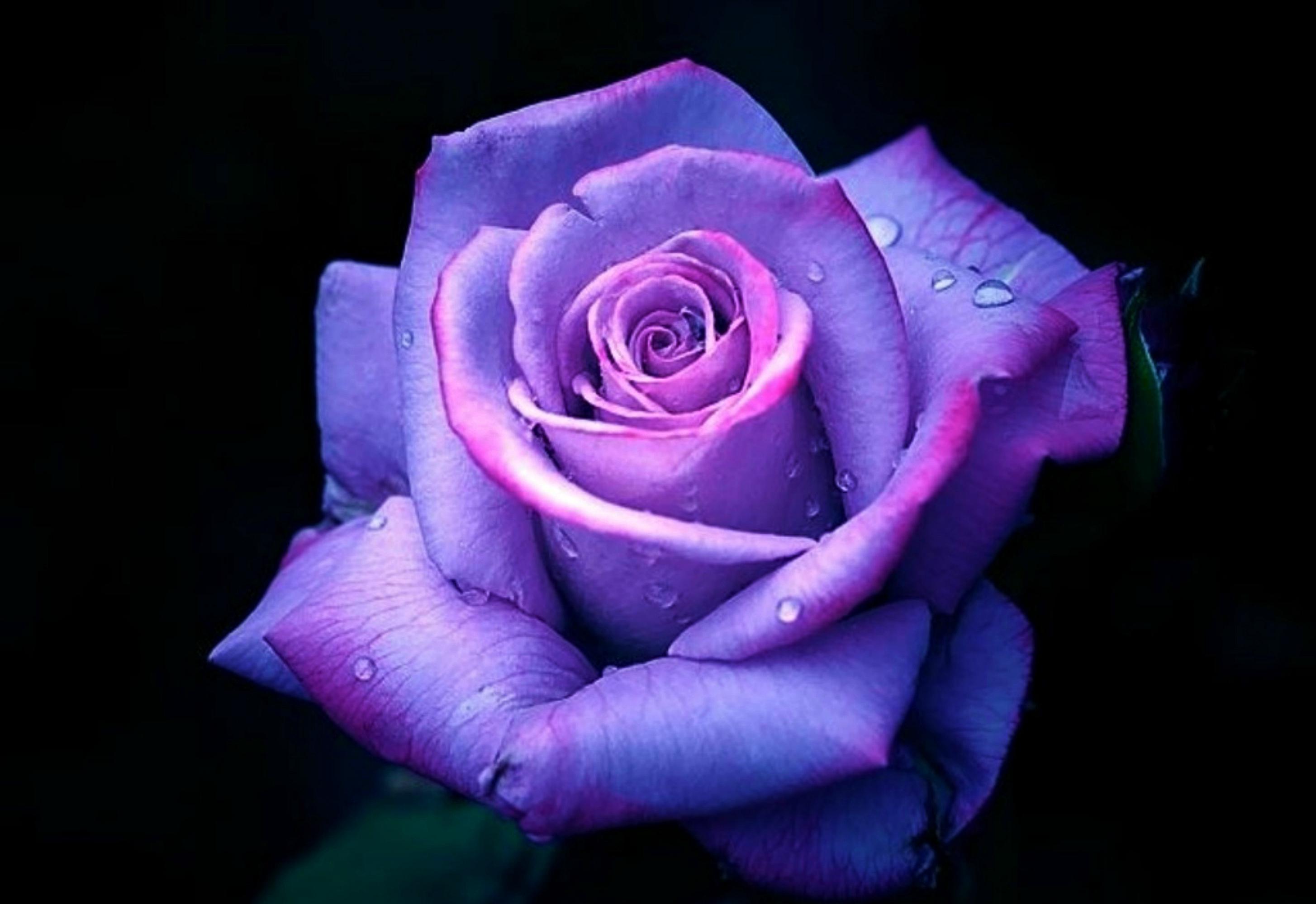 Purple Rose Wallpaper HD Pw