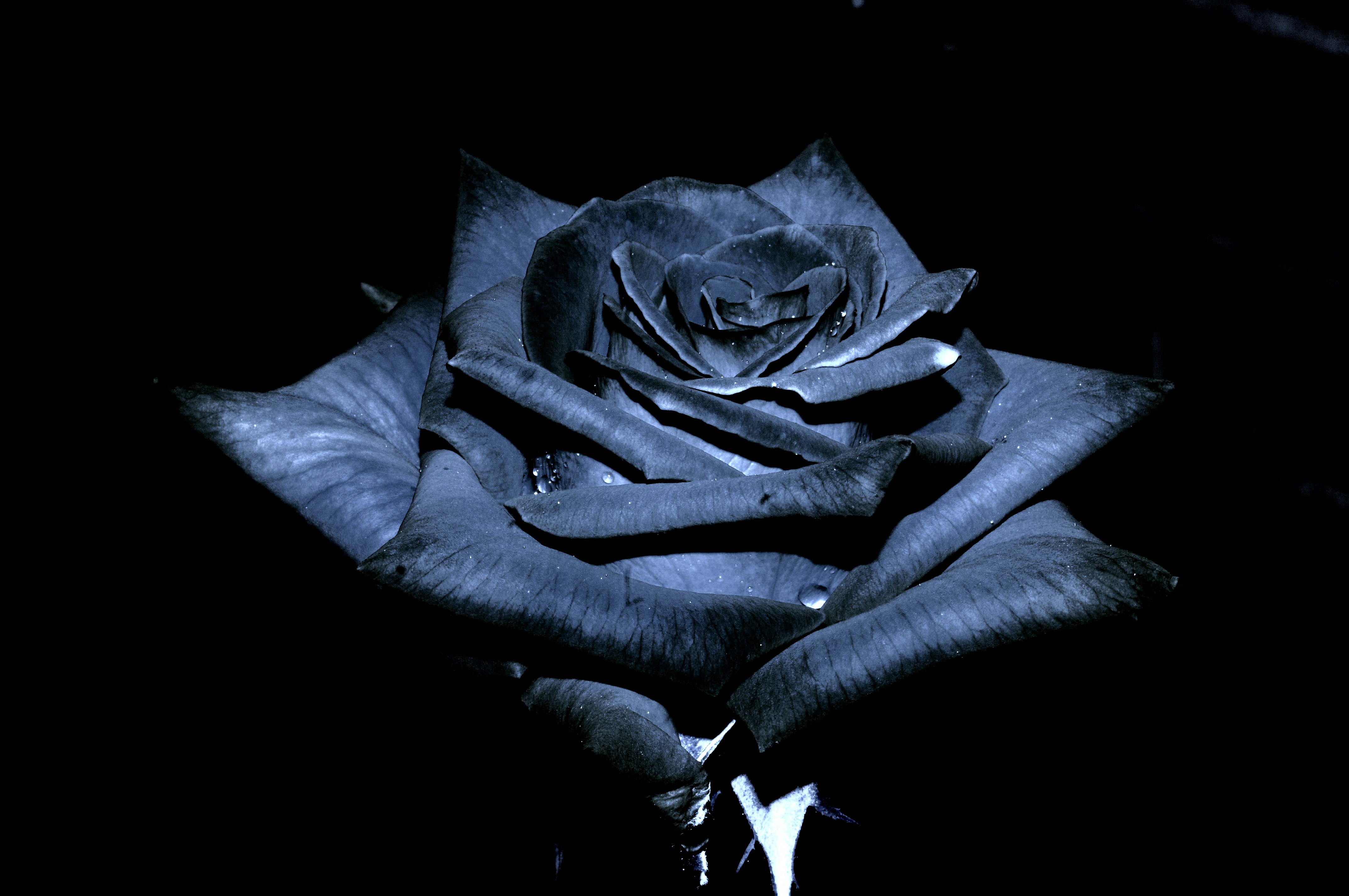 Black Roses Wallpaper Amp Pictures