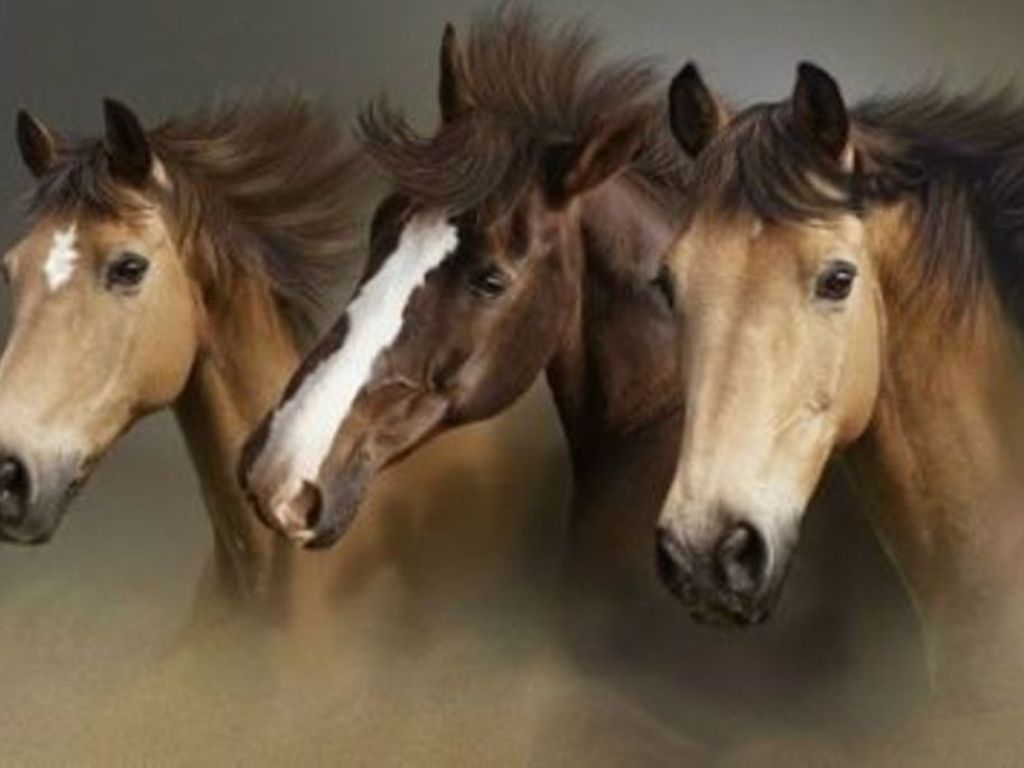 Desktop Wallpaper Horses Beautiful Wild