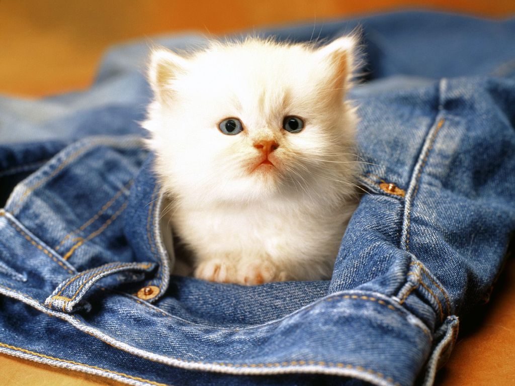 Funny Cat Jeans HD Wallpaper