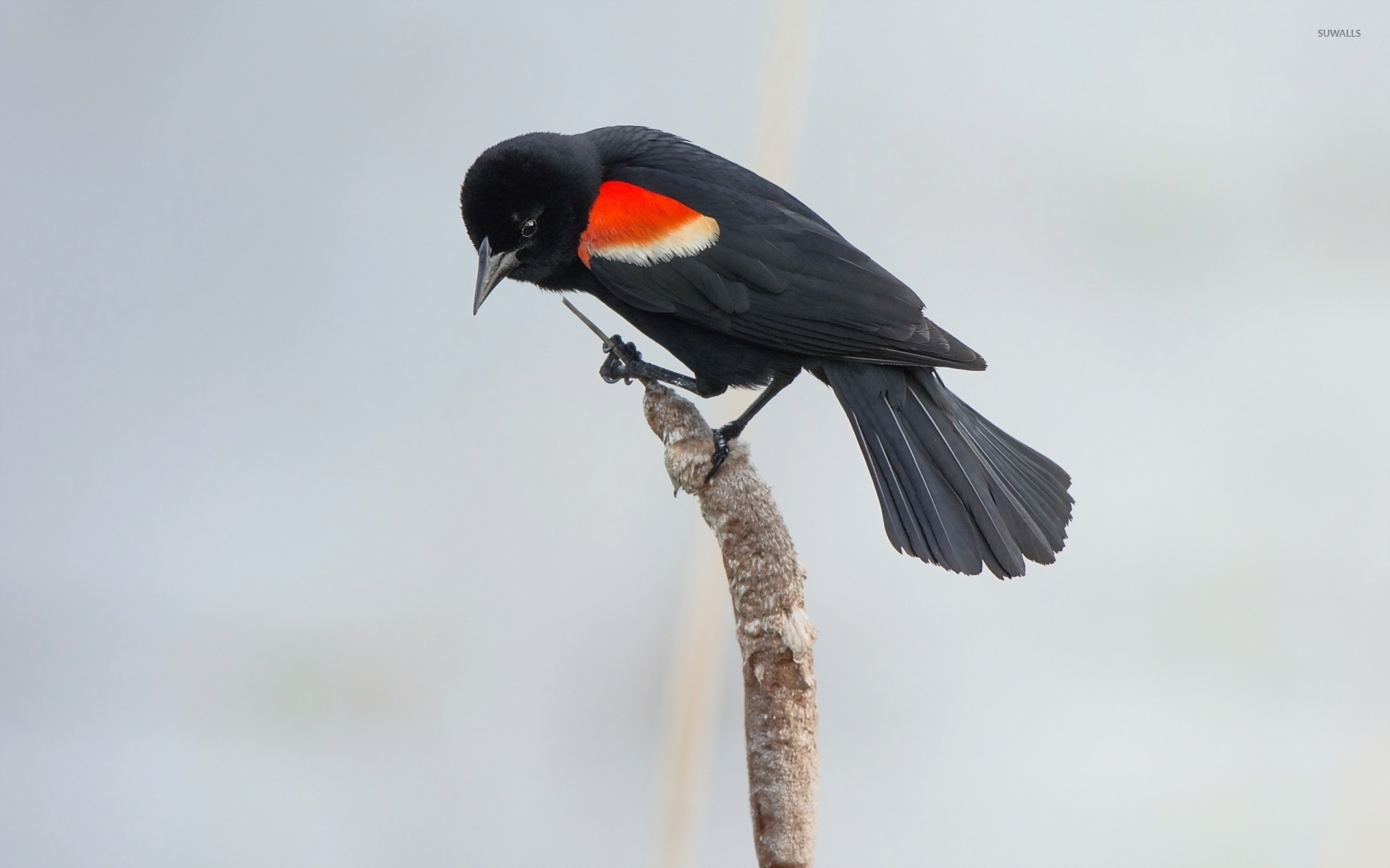 Red Winged Blackbird On A Cattail Wallpaper Animal