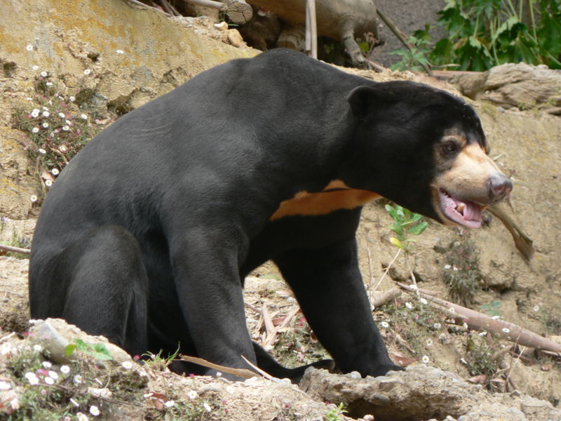 black bear pictures 800x600